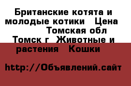 Британские котята и молодые котики › Цена ­ 13 000 - Томская обл., Томск г. Животные и растения » Кошки   